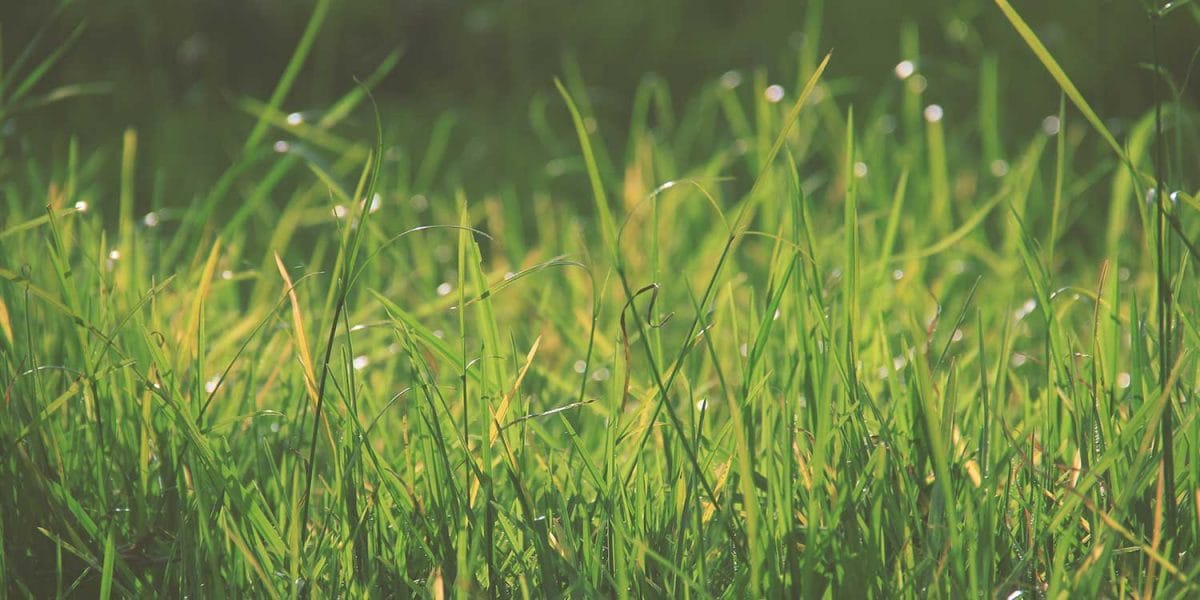 Greenfield projects as a rare paradise for developers